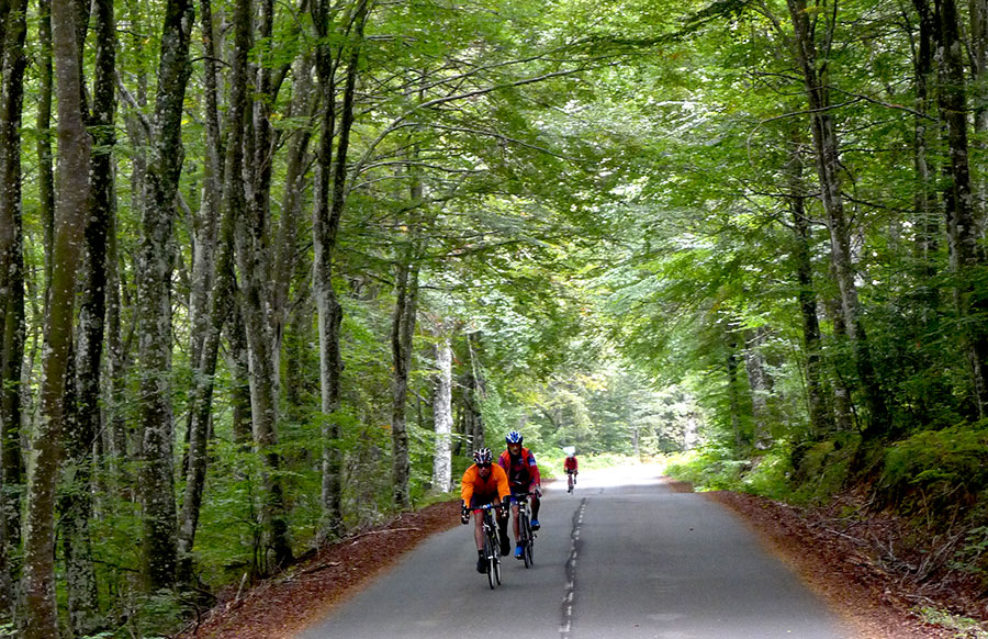 Oaks in Alava