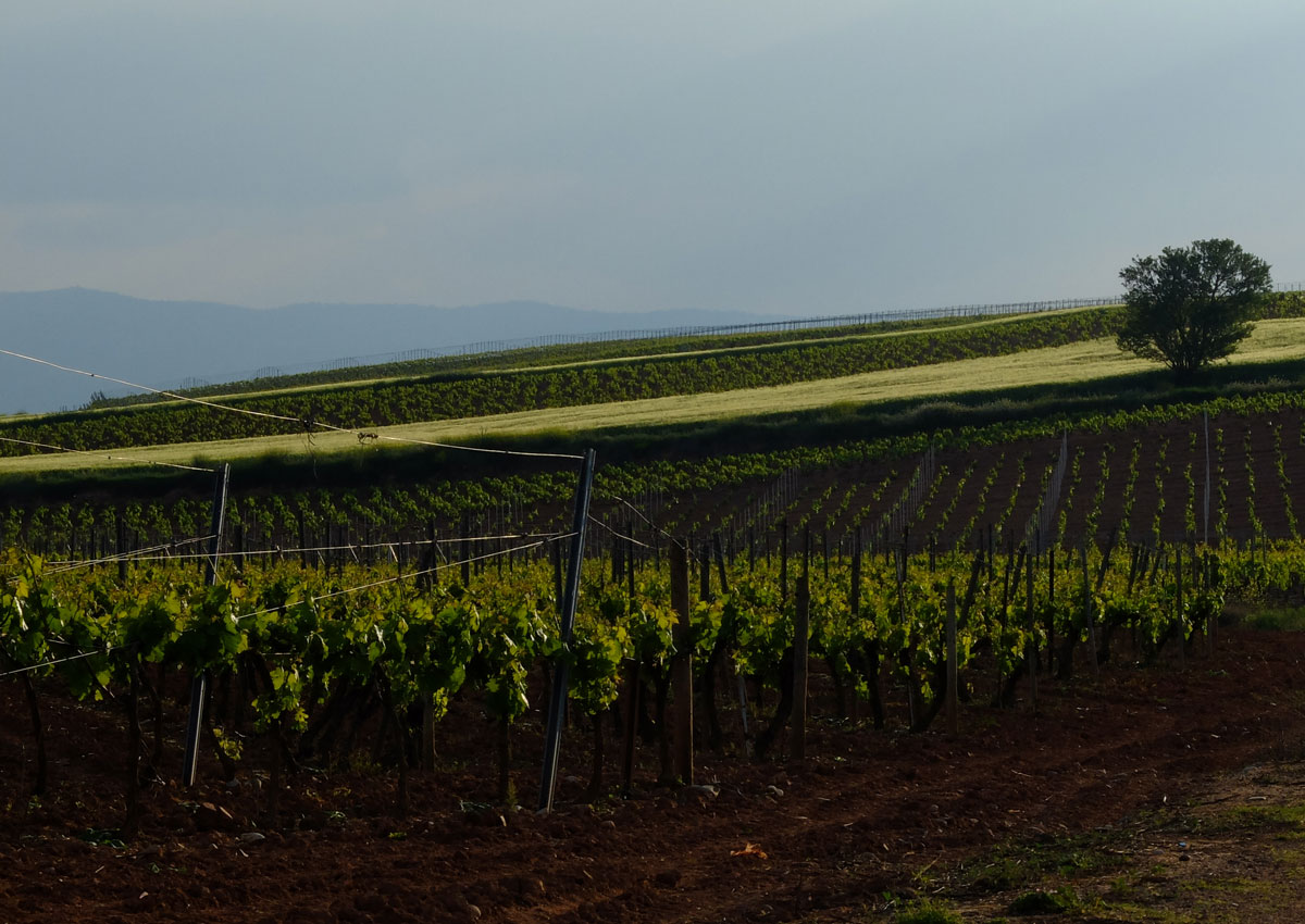 Spring vineyards
