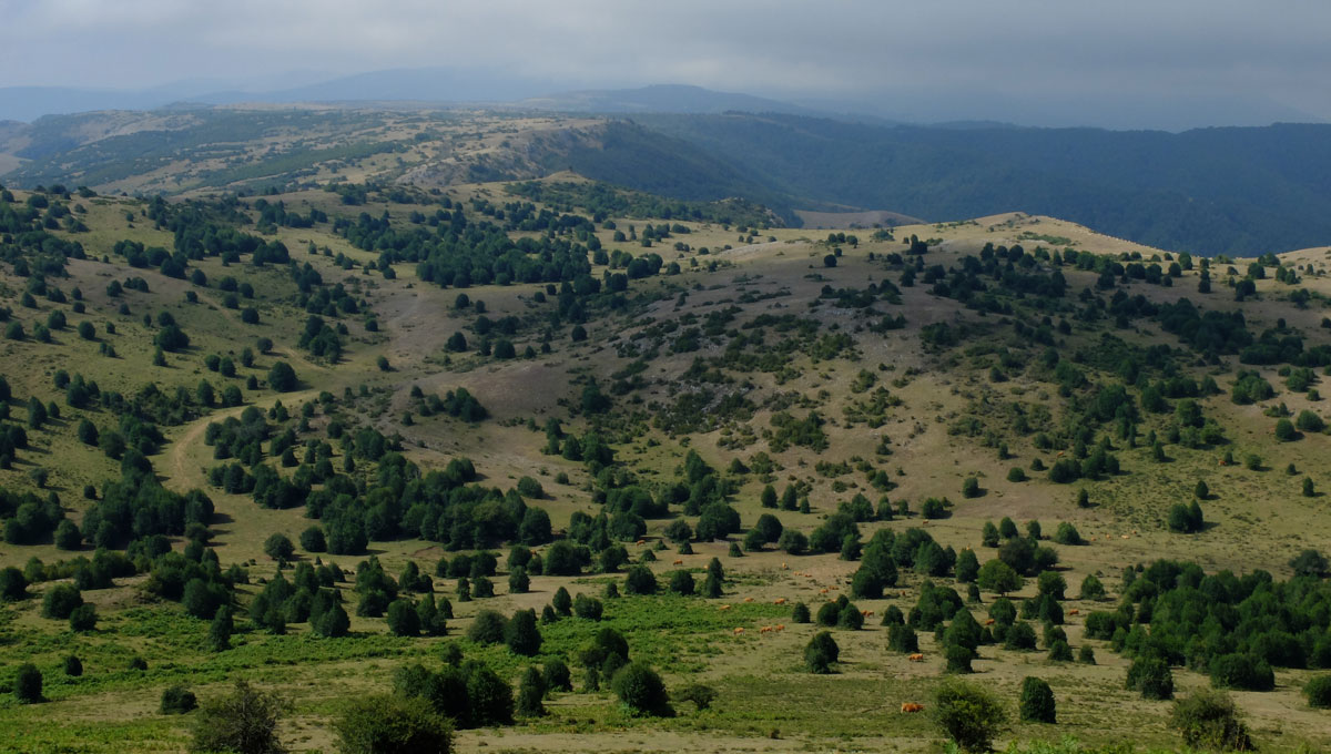high pastures of Cameros Range