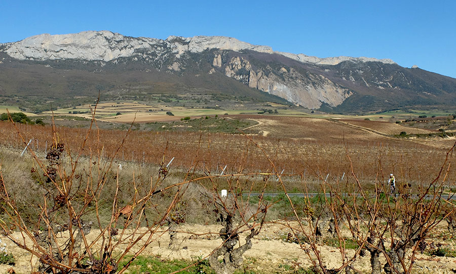 Navarra de girasoles