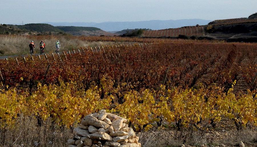 Cyclists in the vineyard