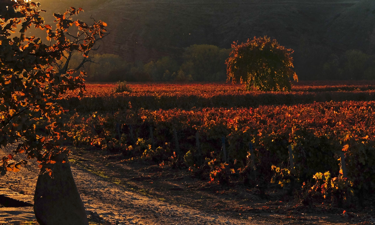 Wineyard at fall